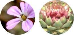 植物の画像