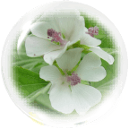 ビロードアオイ