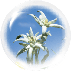 エーデルワイス