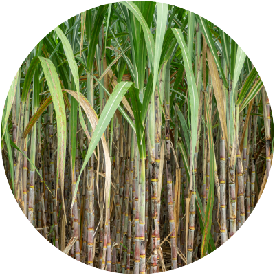 コクトウ（サトウキビ）